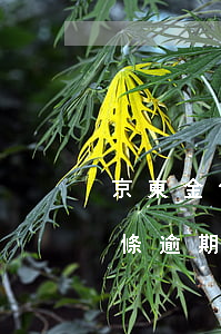 京東金條逾期后還清了,還能借出來嗎（京東金條逾期過還能借嗎）