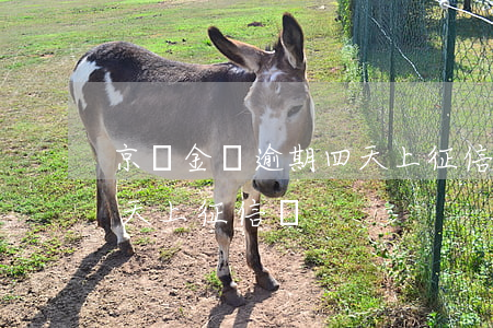 京東金條逾期四天上征信嗎 京東金條逾期四天上征信嗎