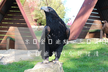 京東金條逾期四天還清說讓我還清全額（京東金條逾期叫全部付清）