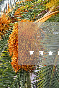 京東金條逾期報案(京東金條逾期報案)