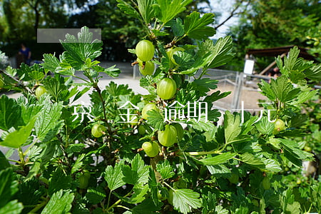 京東金條逾期幾十元