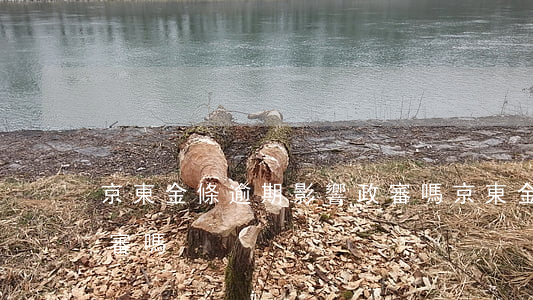 京東金條逾期影響政審嗎(京東金條會影響政審嗎)