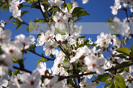 京東金條逾期怎么恢復(fù)借款