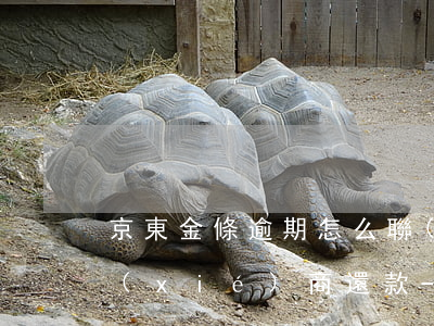 京東金條逾期怎么聯(lián)系客服協(xié)商還款-京東金條逾期怎么樣去協(xié)商