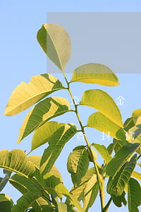 京東金條逾期會(huì)不會(huì)查封房產(chǎn)(京東金條逾期在京東買東西有影響么)