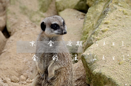 京東金條逾期會(huì)降低額度嗎 京東金條的額度會(huì)突然降低嗎