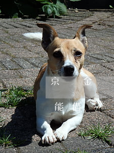 京東金條逾期能不能借-京東金條逾期能不能借