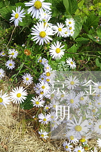 京東金條逾期違約金這么高(京東金條逾期兩期,違約金是不是翻倍)