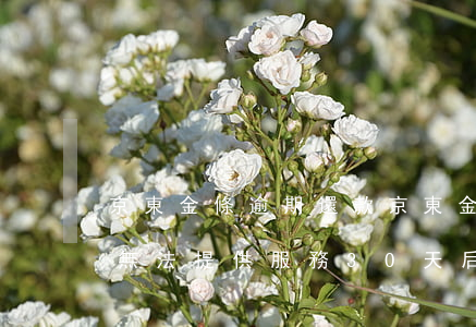 京東金條逾期還款(京東金條逾期還款后暫時無法提供服務30天后在試)