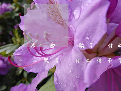 京東金條還款了為什么借不了了-京東金條還款了為什么借不了了呀