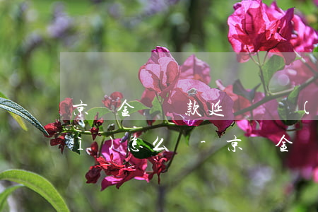 京東金條還款延遲幾個(gè)月會(huì)怎么樣-京東金條還款延遲幾個(gè)月會(huì)怎么樣嗎