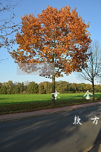 京東金條還款方式和借唄一樣嗎-京東金條還款方式和借唄一樣嗎安全嗎