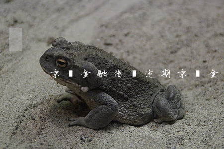 京東金融借唄逾期(京東金融借唄逾期)