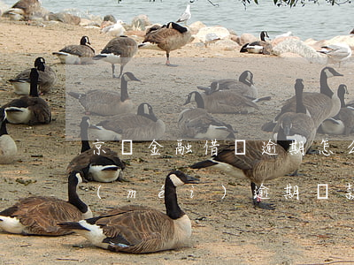 京東金融借唄逾期怎么樣(京東金融有欠款,沒(méi)逾期,貸款有影響嗎?)