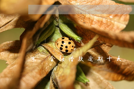 京東金融借款逾期十天