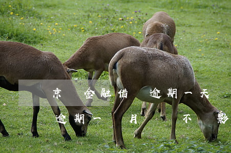京東金融借貸逾期一天會上征信嗎(京東金融逾期一個月還會不會影響征信記錄)