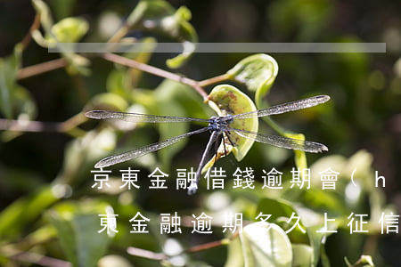 京東金融借錢逾期會(huì)上征信嗎(京東金融逾期多久上征信后果有多嚴(yán)重)