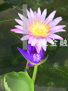 京東金融欠的白條還用還嗎(京東金融還款白條)