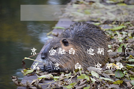 京東金融白條逾期一個(gè)月之后會怎么樣（京東白條逾期影響公積金么）