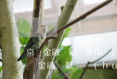 京東金融車抵貸逾期會(huì)怎么樣(京東金融車抵貸會(huì)被拒嗎)
