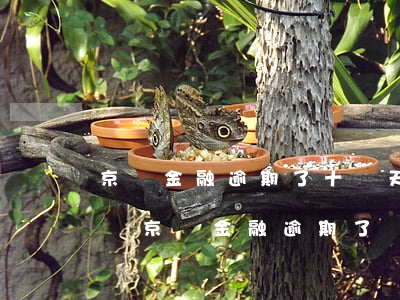 京東金融逾期了十幾天會(huì)被起訴嗎?（京東金融逾期了會(huì)負(fù)法律責(zé)任嗎）