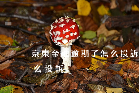 京東金融逾期了怎么投訴(京東金融逾期了怎么投訴)