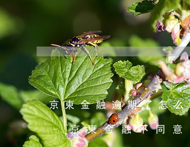 京東金融逾期了怎么跟平臺協(xié)商-京東金融不同意協(xié)商