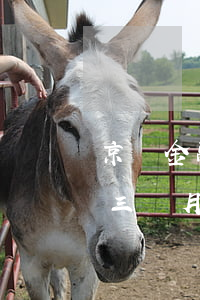 京東金融逾期五千會上征信嗎(京東金融逾期三個月對征信影響大么)