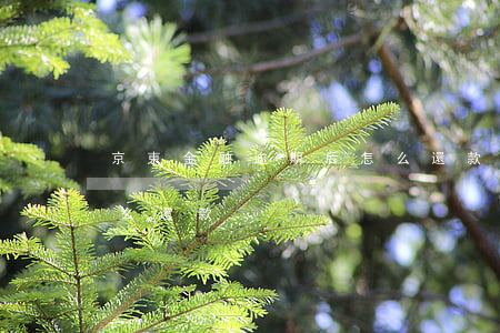 京東金融逾期后怎么還款(京東金融逾期后怎么還款)