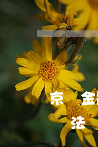 京東金融逾期無力還款怎么解決-京東金融無法還款