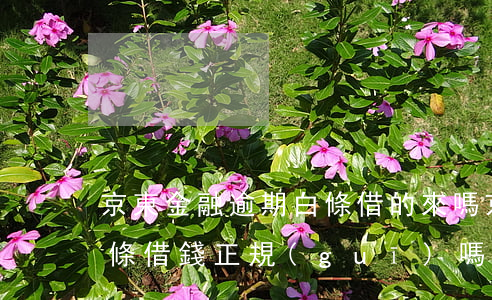 京東金融逾期白條借的來嗎(京東金融上的白條借錢正規(guī)嗎)