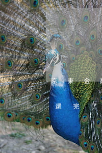 京東金融逾期還完讓還剩下的(京東金融逾期還完了 什么時候恢復(fù))