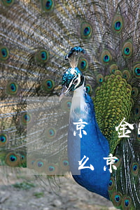 京東金融逾期銀行卡解綁會(huì)扣錢么(京東金融銀行卡解除綁定還會(huì)自動(dòng)扣款嗎)