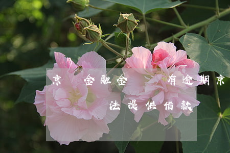 京東金融金條沒有逾期(京東金融沒有逾期金條暫無法提供借款)