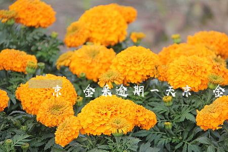 京東金采逾期一天 京東金條超期一天