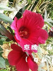 京牌繼承需要指標(biāo)嗎(京牌新規(guī)定2020)