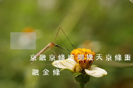 京融京條逾期幾天京條重新怎么開-京東京融金條