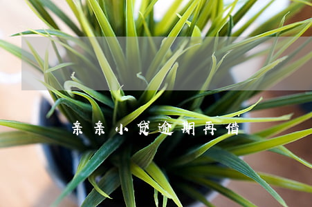 亲亲小贷逾期再借