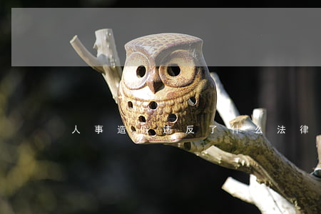 人事造假违反了什么法律