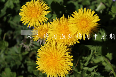 人人信用通知信用卡逾期