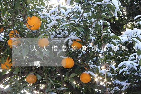人人借款逾期還能借嗎(人人借款逾期還能借嗎)