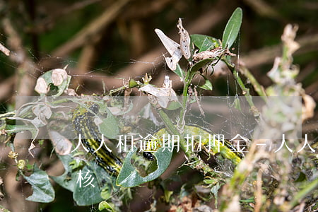 人人租逾期扣押金-人人租機(jī)已審核