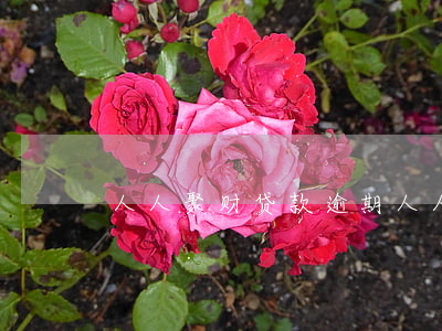 人人聚财贷款逾期(人人聚财贷款案例)