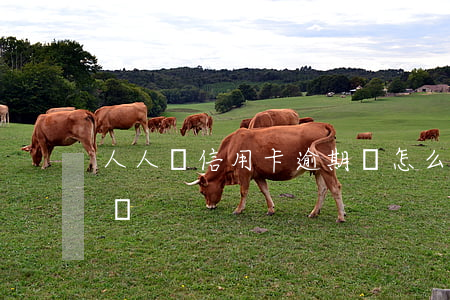 人人貸信用卡逾期會怎么樣(人人貸逾期了咋辦)