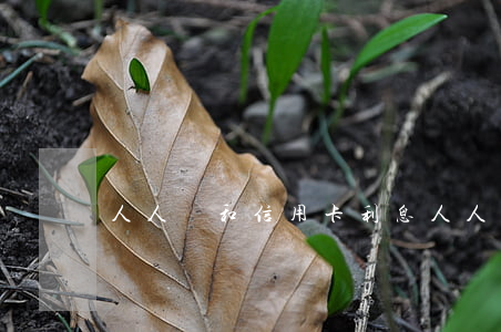 人人貸和信用卡利息(人人貸借款利息高嗎)