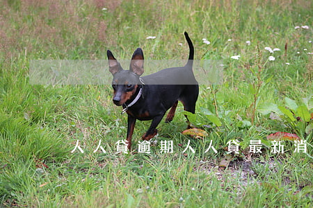 人人貸 逾期（人人貸最新消息逾期）