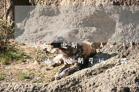 人企貸逾期會(huì)起訴嗎(企業(yè)法人逾期可以貸款嗎)