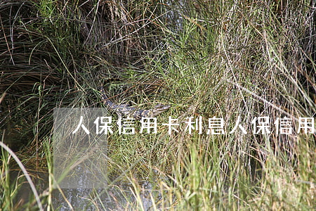 人保信用卡利息(人保信用卡利息多少)