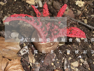 人保助貸逾期會被法院傳票嗎(人保貸款保險代償后多久會被起訴)