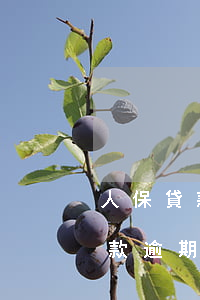 人保貸款逾期農(nóng)行放款(人保貸款逾期農(nóng)行放款)